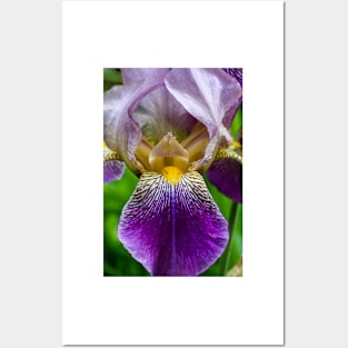 Garden Iris 4 Posters and Art